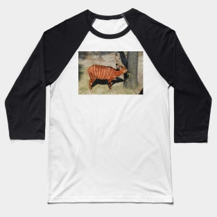 Bongo Baseball T-Shirt